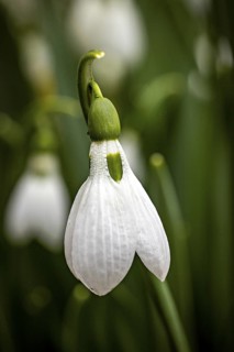 Close-up of a single snowdrop with fine details of the flower and stem. Soft colours, snowdrops