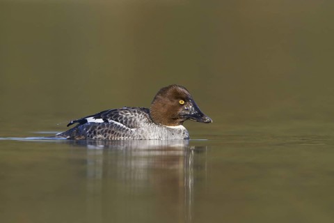 Common Goldeneye (Bucephala clangula) female, British Columbia, Canada