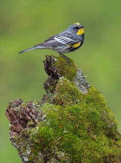 Myrtle Warbler (Setophaga coronata coronata) male perched on a mossy log, British Columbia, Kanada