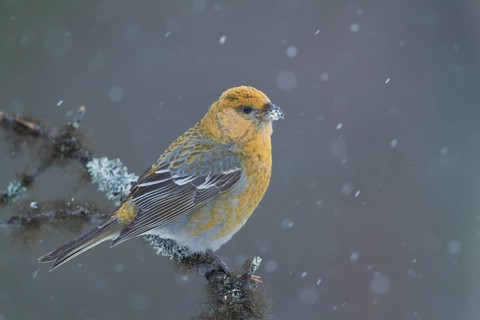 Pine Grosbeak - Hakengimpel - Pinicola enucleator, Finland