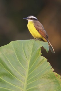 Lesser Kiskadee (Philohydor lictor) perched on a leaf in Ecuador, South America