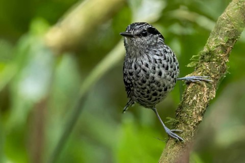 Scaled Antbird (Drymophila squamata) perched on a branch in the Atlantic Rainforest of Brazil