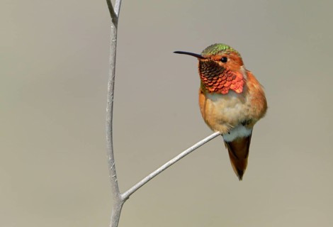 Allen's Hummingbird Male (Selasphorus sasin) - Rancho Palos Verdes, California