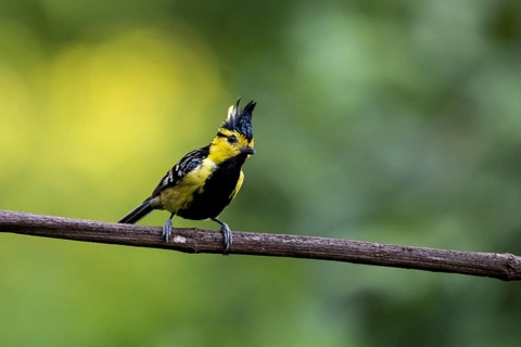 Yellow-cheeked Tit (Machlolophus spilonotus) male perched on a branch, Yunnan, China