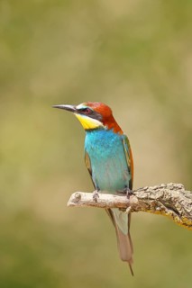 European bee-eater (Merops apiaster) sitting on a branch covered with green lichen, Lake Neusiedl,