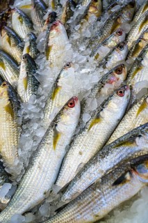 Red Sea Fish, Fish Market in Hurghada, Egypt