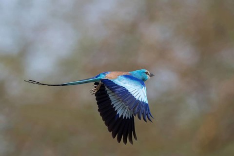 Abyssinian Roller (Coracias abyssinicus) flying, Senegal