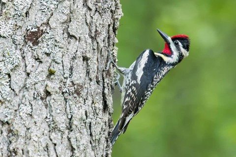Yellow-bellied Sapsucker (Sphyrapicus varius) perched on a branch in Ontario, Canada