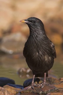 Spotless Starling (Sturnus unicolor), Extremadura, Spain