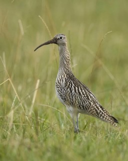 Eurasian Curlew (Numenius arquata), Schleswig-Holstein, Germany