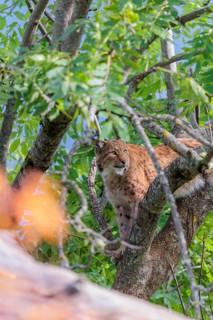 A Eurasian lynx (Lynx lynx) sits high up in a tree on a sunny day and observes something