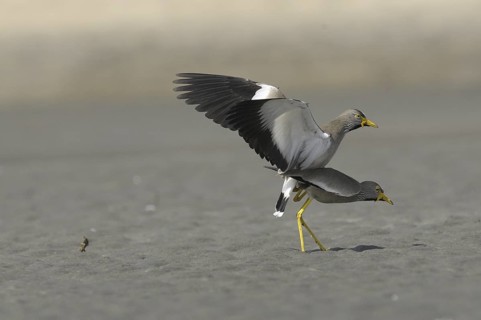African Wattled Lapwing (Vanellus senegallus), Gambia