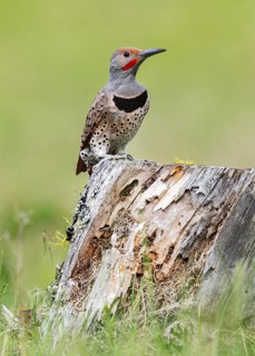 Northern Flicker (Colaptes auratus) male perched on a tree stump, British Columbia, Canada