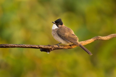 Brown-breasted Bulbul (Pycnonotus xanthorrhous), Yunnan, China