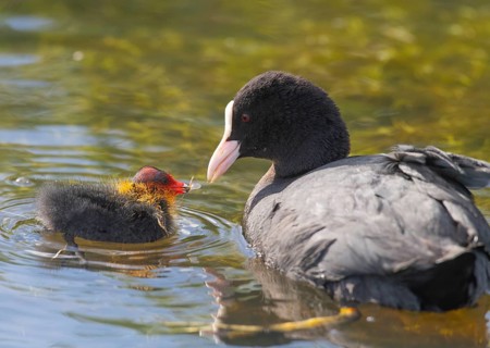 A coot Eurasian Coot (Fulica atra) feeding its young bird, Dümmer nature park Park, Lower Saxony,