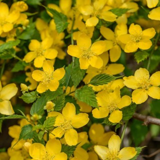 Ranunculus shrub (Kerria japonica)
