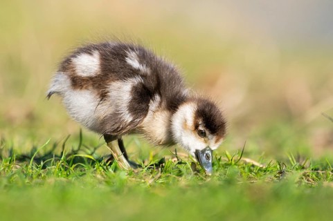 Egyptian goose (Alopochen aegyptiaca) cute chick on a meadow at the shore of a lake, Bavaria,