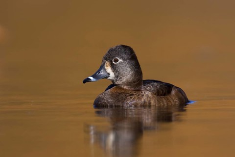Ring-necked Duck (Aythya collaris) female, British Columbia, Canada
