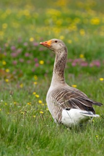 Greylag Goose (Anser anser)