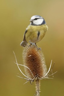 Eurasian Blue Tit (Cyanistes caeruleus), Rhineland-Palatinate, Germany