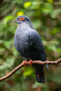 Madagascar Blue-Pigeon (Alectroenas madagascariensis), captive, Germany