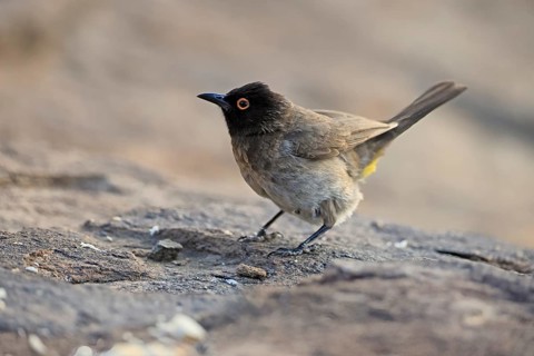 Fire-eyed Bulbul (Pycnonotus nigricans), adult, on ground, alert, foraging, Mountain Zebra National