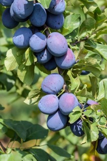 Plum (Prunus domestica 'Toptaste'), Baum- und Rebschule Schreiber KG, Federal Republic of Germany