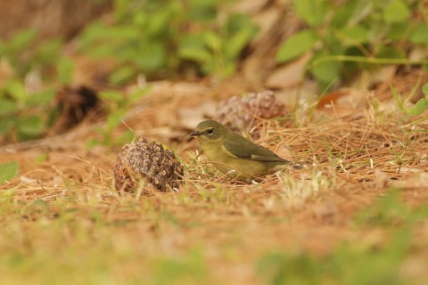 Black-throated Blue Warbler (Setophaga caerulescens) female, California, USA