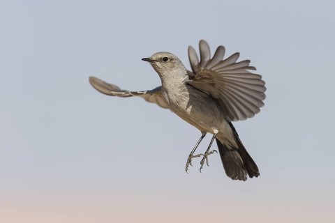 Blackstart (Oenanthe melanura) flying, Makhtesh Ramon, Israel