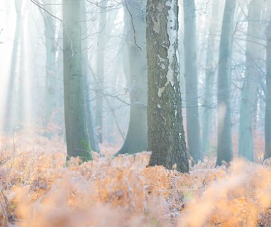 Foggy, frosty forest in the morning light with a bright, peaceful ambience, calm, misty,