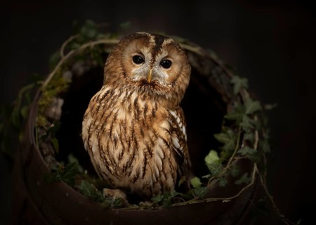 Tawny Owl (Strix aluco) captive, Germany