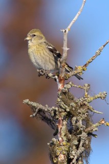 Two-barred Crossbill (Loxia leucoptera) female, Alaska, USA