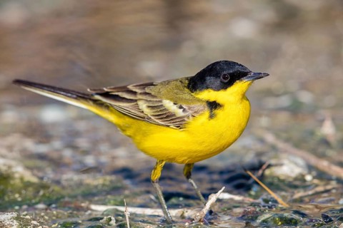 Yellow wagtail, (Motacilla flava feldegg), Motacilla feldegg, Animals, Birds, Middle East, Israel