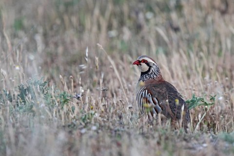 Red-legged Partridge (Alectoris rufa), Extremadura, Spain