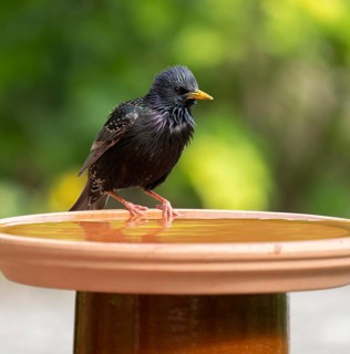 Common starling (Sturnus vulgaris) standing on a bird bath, Lower Saxony, Germany