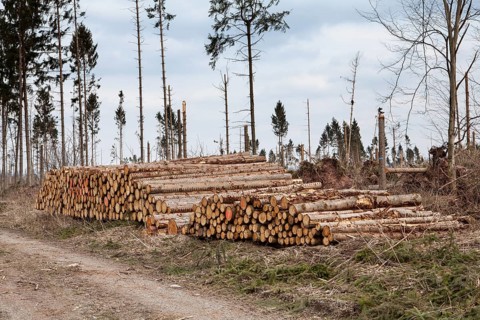 Woodpiles after storm damage after the Cyclone Friederike, 2018, Weser Uplands, Hesse, Germany
