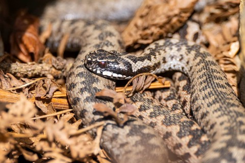 Common European adder (Vipera berus) on the ground in summer, Bavaria, Germany