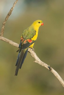 Regent Parrot (Polytelis anthopeplus) male perched on a branch, Victoria, Australia