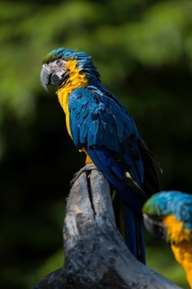 Two blue-and-yellow macaw (Ara ararauna) sitting on a branch with green vegetation in the