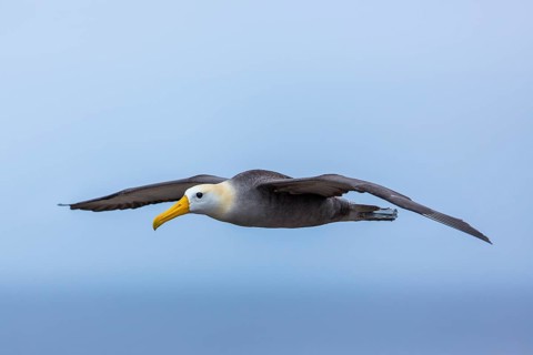 Waved Albatross (Phoebastria irrorata) flying, Galapagos, Ecuador