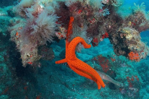 Orange-coloured starfish (Hacelia attenuata)