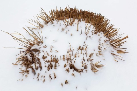 Close-up of cutback golden yellowish perennial plant stalks in border covered with freshly fallen