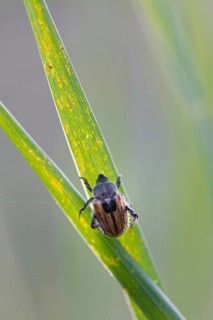 Garden leaf beetle, Phyllopertha horticola, Muselievo, Pleven, Bulgaria