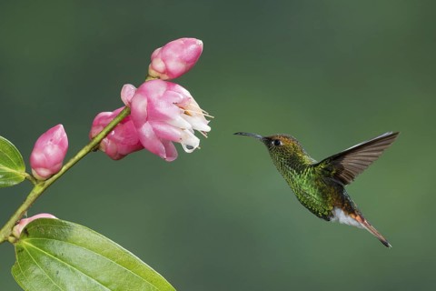 Coppery-headed Emerald (Elvira cupreiceps), Costa Rica