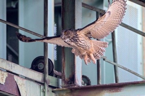 Uhu (Bubo bubo), Eagle Owl, fliegender Altvogel, Juni, Zeche Ewald, Herten, Ruhrgebiet,
