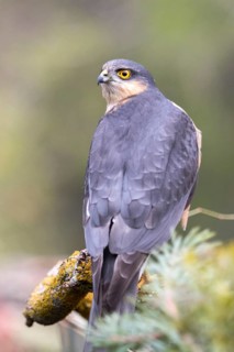 Eurasian Sparrowhawk (Accipiter nisus) male, Madrid, Spain