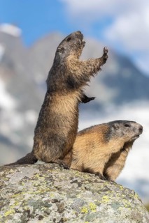 Two adult Alpine Marmot, Marmota marmota, standing erected on a rock. Grossglockner Mountain in the