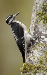 Hairy Woodpecker (Leuconotopicus villosus) female, British Columbia, Canada