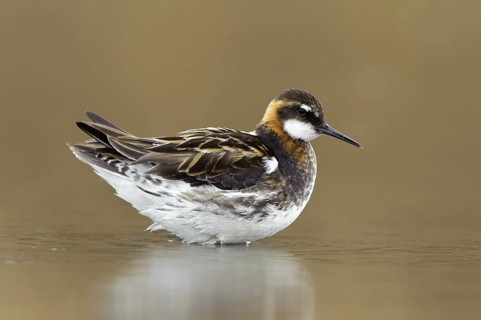 Red-necked Phalarope (Phalaropus lobatus), Alaska, USA