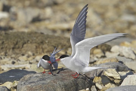 Arctic Tern (Sterna paradisaea), Manitoba, Canada